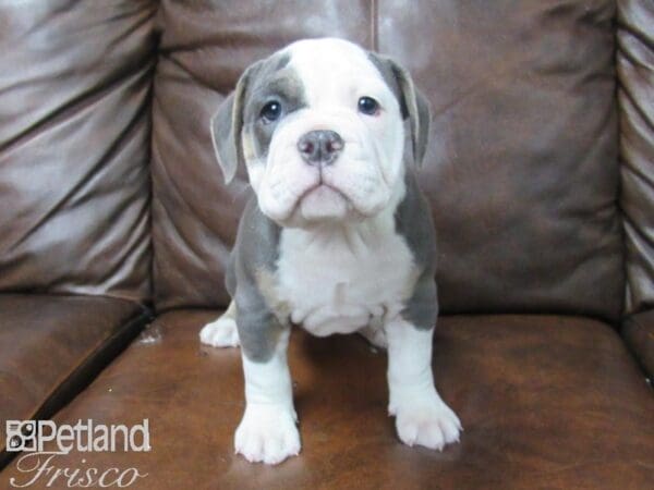 Old English Bulldog-DOG-Female-BLUE-25689-Petland Frisco, Texas