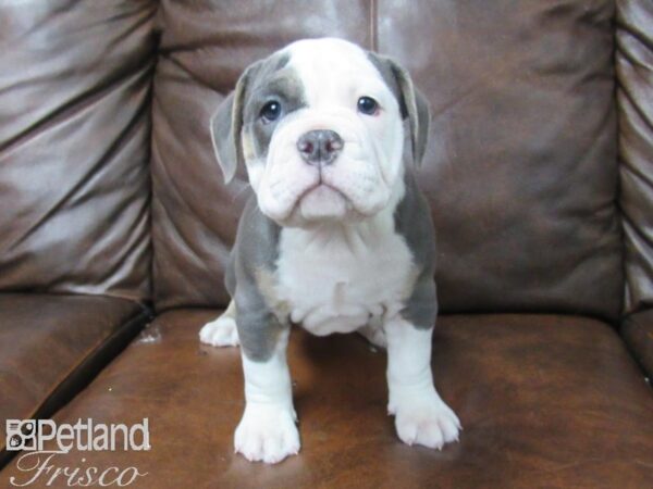 Old English Bulldog DOG Female BLUE 25689 Petland Frisco, Texas