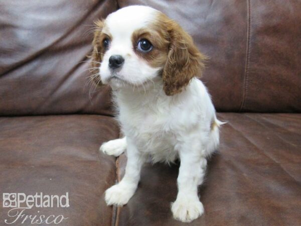 Cavalier King Charles Spaniel DOG Female Blienhiem 25692 Petland Frisco, Texas