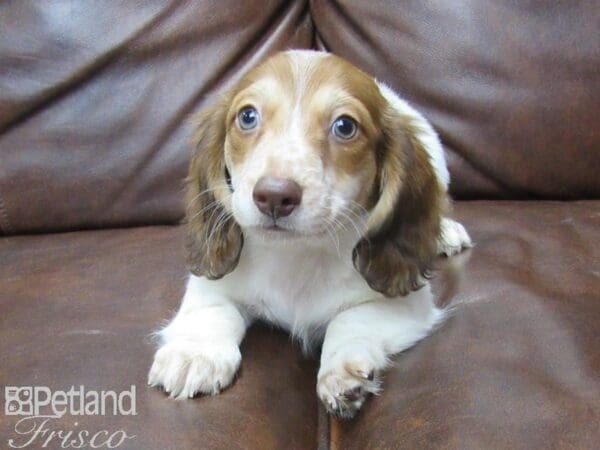 Miniature Dachshund-DOG-Male-Red Pied Dapple-25665-Petland Frisco, Texas