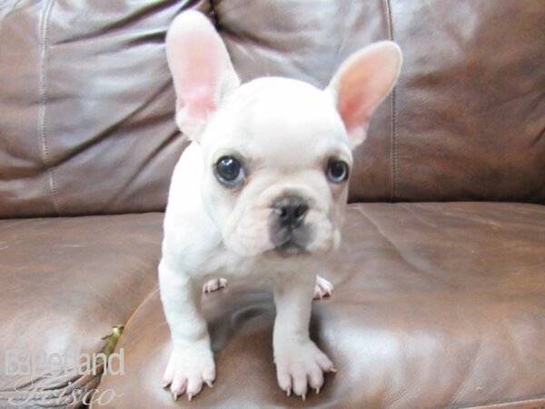 French Bulldog DOG Female 25612 Petland Frisco, Texas