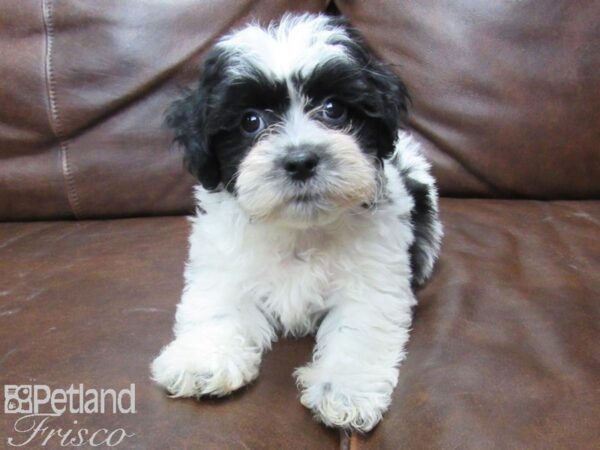 Teddy Bear DOG Male BLK WHT 25668 Petland Frisco, Texas