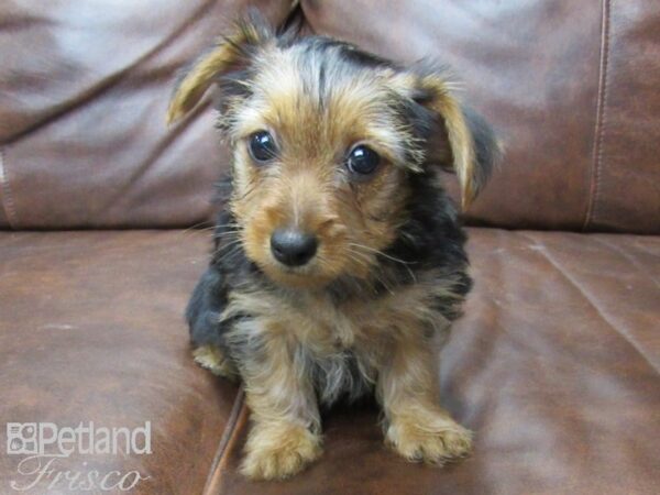 Silky Terrier DOG Female BLK TAN 25674 Petland Frisco, Texas