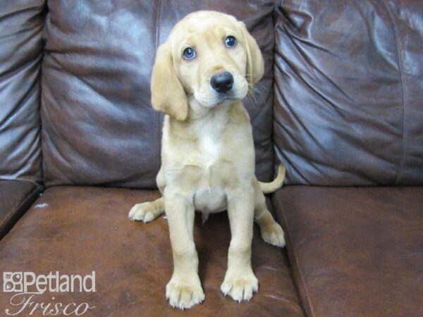 Labrador Retriever DOG Male Yellow 25677 Petland Frisco, Texas