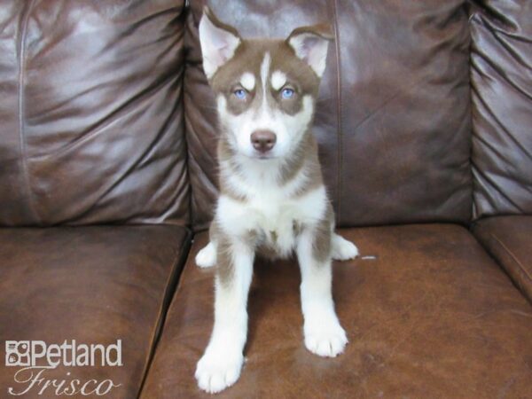 Siberian Husky DOG Female Red and White 25679 Petland Frisco, Texas