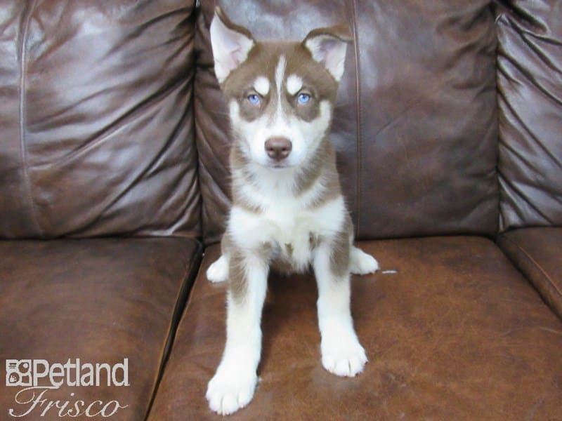 Siberian Husky-DOG-Female-Red and White-2727039-Petland Frisco, Texas