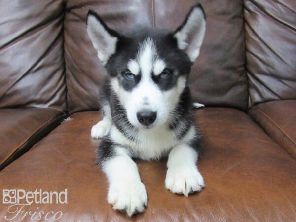 Siberian Husky DOG Male Black and White 25680 Petland Frisco, Texas