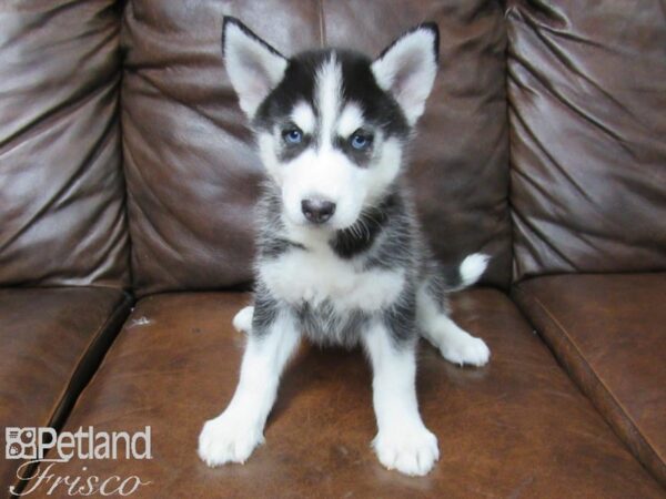 Siberian Husky DOG Male Black & White 25681 Petland Frisco, Texas