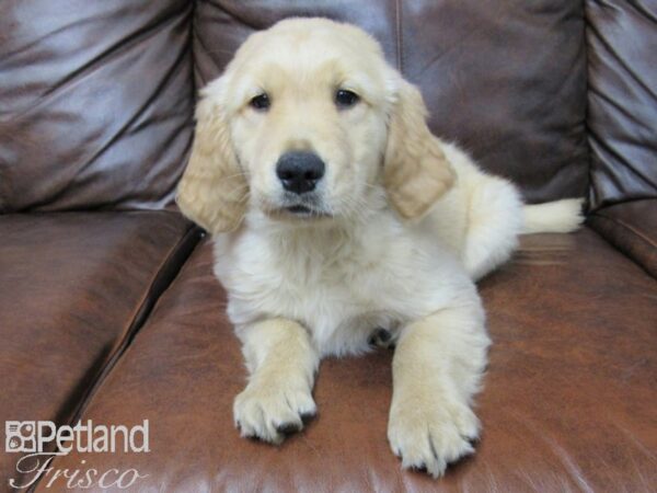 Golden Retriever DOG Male Golden 25682 Petland Frisco, Texas