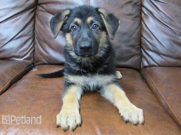 German Shepherd-DOG-Male-Black and Tan-25685-Petland Frisco & Mckinney, Texas