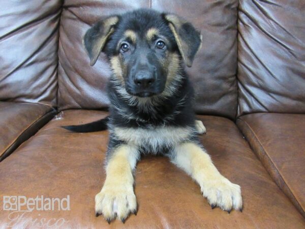 German Shepherd DOG Male Black and Tan 25685 Petland Frisco, Texas