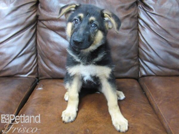 German Shepherd-DOG-Female-Black and Tan-25684-Petland Frisco & Mckinney, Texas