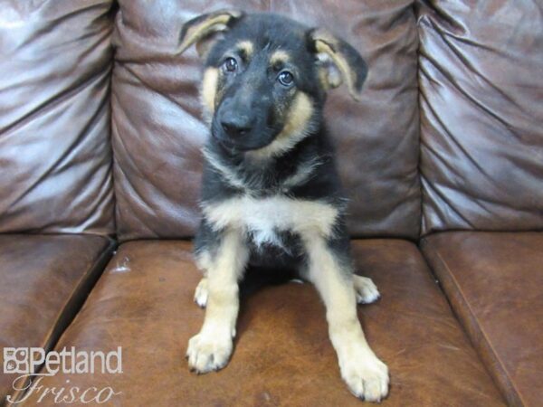 German Shepherd DOG Female Black and Tan 25684 Petland Frisco, Texas