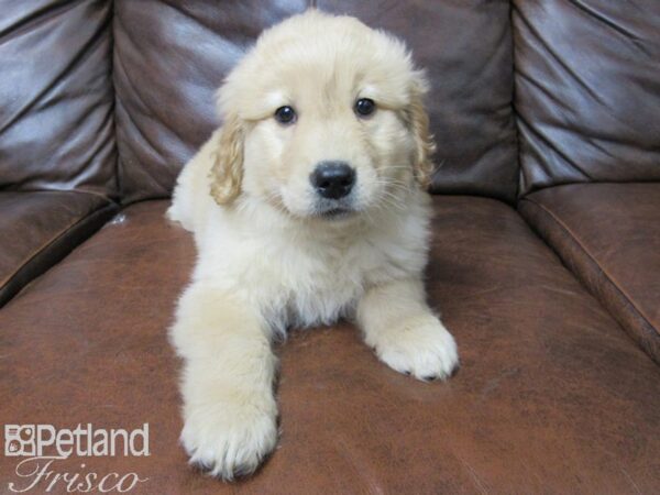 Golden Retriever DOG Female Golden 25687 Petland Frisco, Texas