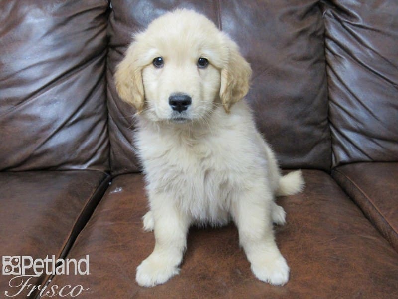Golden Retriever-DOG-Male-Golden-2727628-Petland Frisco, Texas