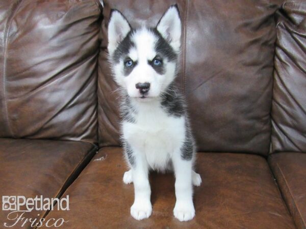 Siberian Husky DOG Female Black & White 25688 Petland Frisco, Texas