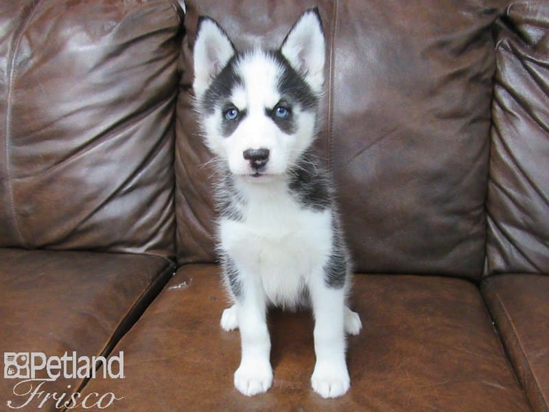 Siberian Husky-DOG-Female-Black & White-2727012-Petland Frisco, Texas