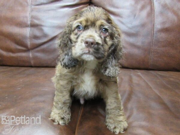 Cocker Spaniel-DOG-Male-CHOC MERLE-25691-Petland Frisco & Mckinney, Texas