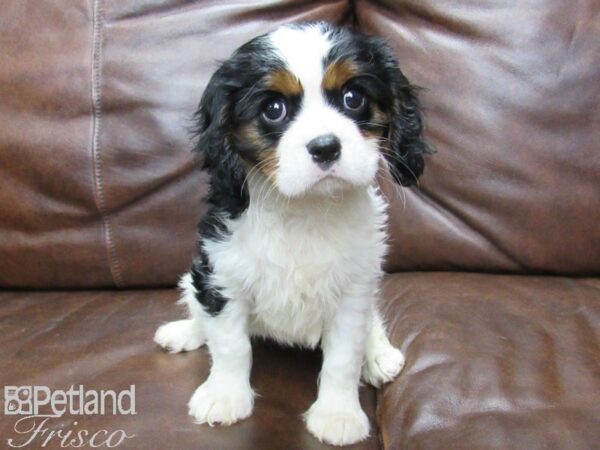 Cavalier King Charles Spaniel DOG Female Tri 25693 Petland Frisco, Texas