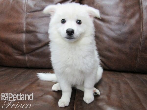 American Eskimo DOG Female White 25694 Petland Frisco, Texas