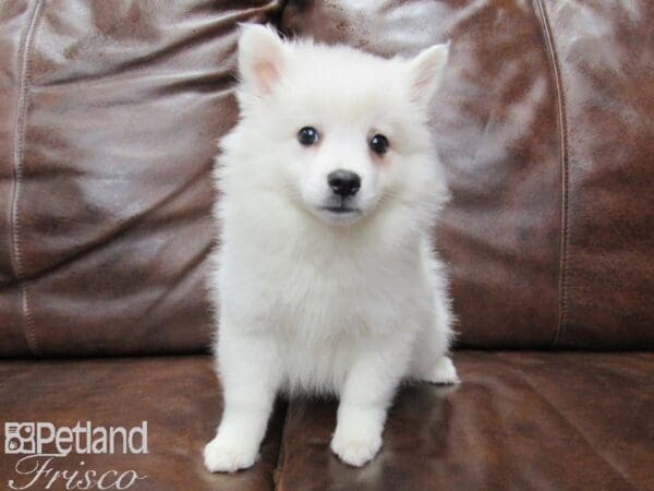 American Eskimo DOG Male White 25695 Petland Frisco, Texas
