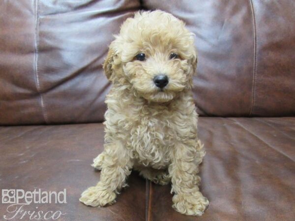 Poodle-DOG-Female-RED-25696-Petland Frisco & Mckinney, Texas