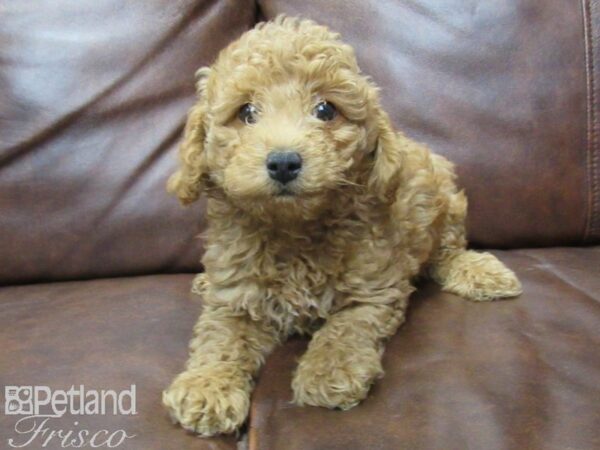 Poodle DOG Male RED 25697 Petland Frisco, Texas