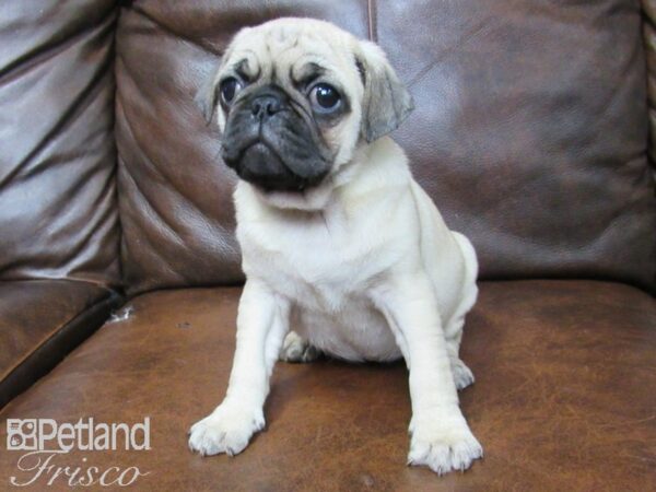 Pug DOG Female Fawn 25698 Petland Frisco, Texas