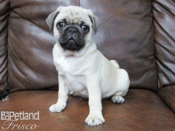 Pug-DOG-Male-Fawn-25699-Petland Frisco & Mckinney, Texas