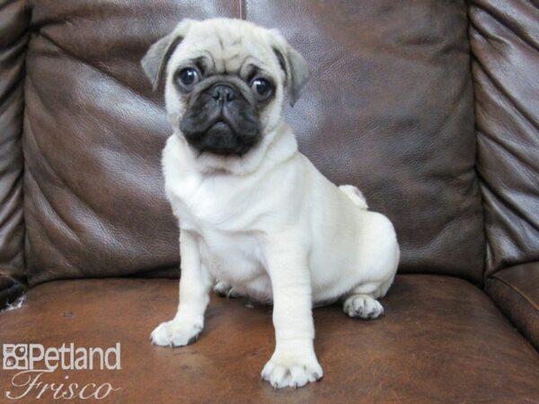 Pug DOG Male Fawn 25699 Petland Frisco, Texas