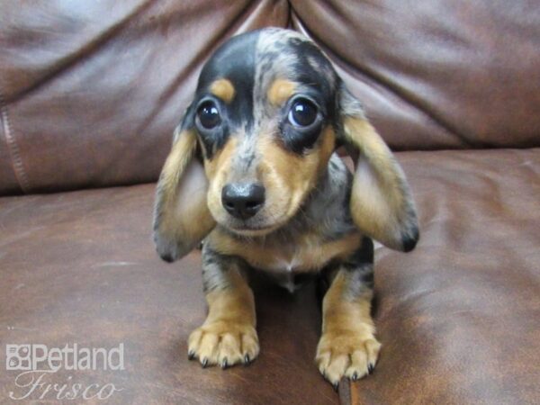 Dachshund DOG Female dapple 25701 Petland Frisco, Texas