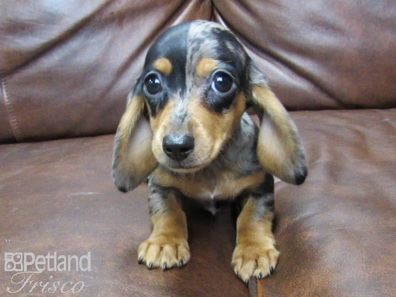 Dachshund-DOG-Female-dapple-2727118-Petland Frisco, Texas