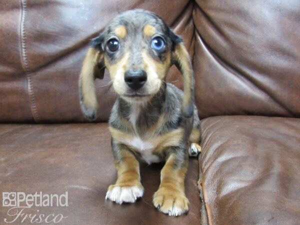 Dachshund DOG Male dapple 25702 Petland Frisco, Texas