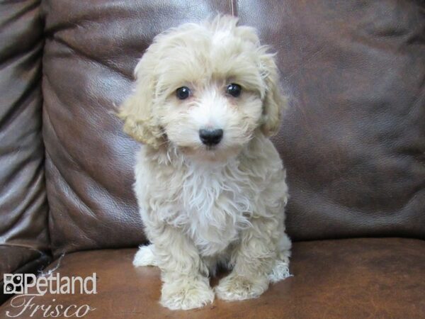 Poodle DOG Female RED 25703 Petland Frisco, Texas