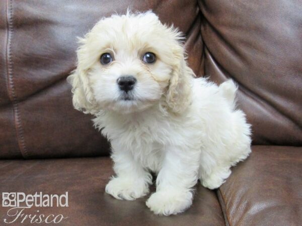 Cava Chon DOG Female blienhiem 25704 Petland Frisco, Texas