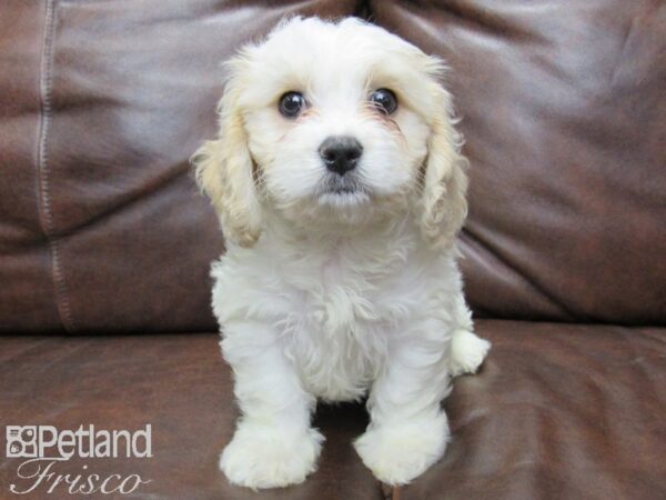 Cava Chon-DOG-Male-blienhiem-25705-Petland Frisco & Mckinney, Texas