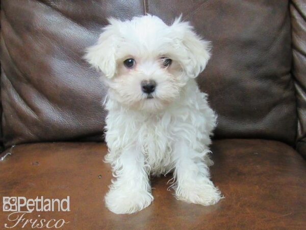 Maltese DOG Male White 25706 Petland Frisco, Texas