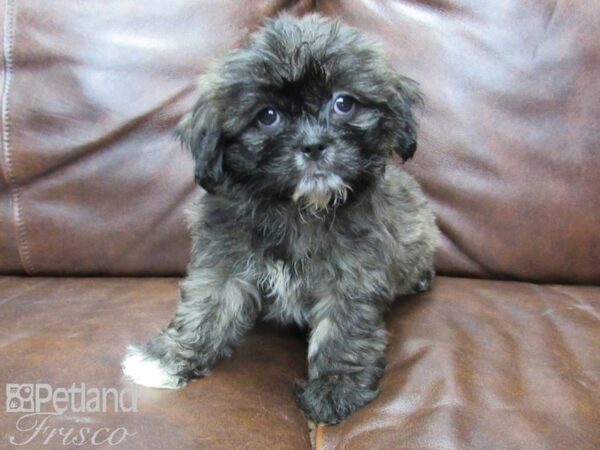 Shih Tzu-DOG-Female-brown white-25708-Petland Frisco & Mckinney, Texas
