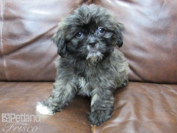 Shih Tzu-DOG-Female-brown white-25708-Petland Frisco, Texas