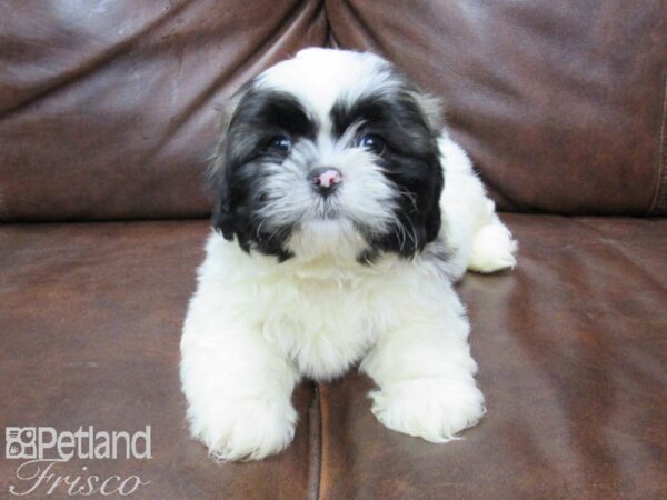 Shih Tzu-DOG-Male-brown white-25709-Petland Frisco & Mckinney, Texas