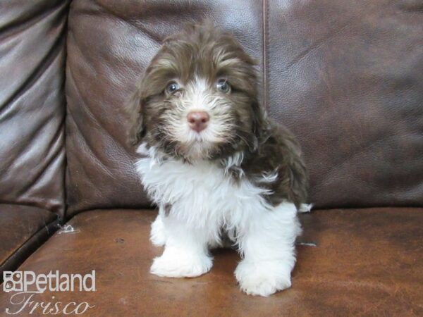 Havanese DOG Male Choc & Wht 25734 Petland Frisco, Texas