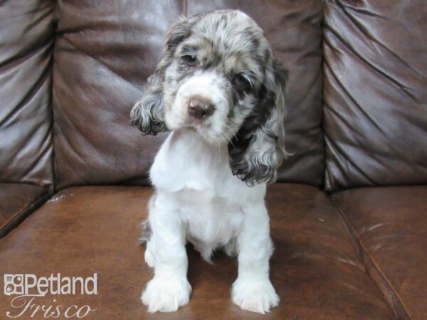 Cocker Spaniel DOG Male Chocolate Merle 25733 Petland Frisco, Texas