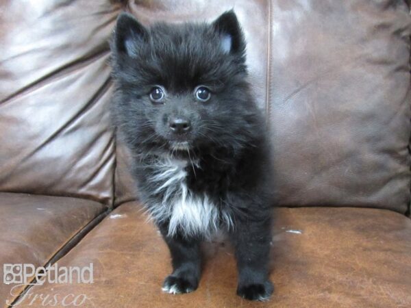 Pomeranian DOG Male Black 25732 Petland Frisco, Texas