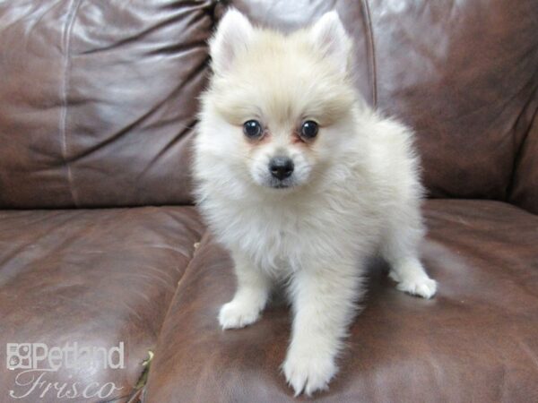 Pomeranian DOG Male Fawn 25731 Petland Frisco, Texas