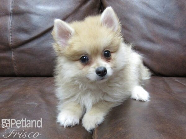 Pomeranian DOG Male Red 25730 Petland Frisco, Texas