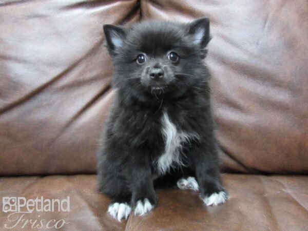 Pomeranian DOG Female Blk w/ Wht 25729 Petland Frisco, Texas