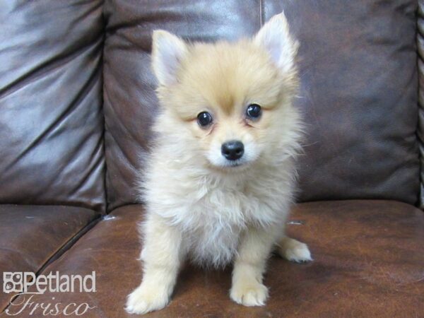 Pomeranian DOG Female Fawn & Red 25728 Petland Frisco, Texas