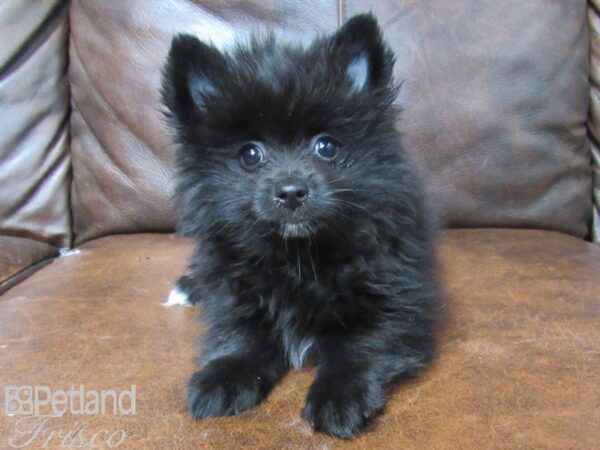 Pomeranian DOG Female Black 25727 Petland Frisco, Texas