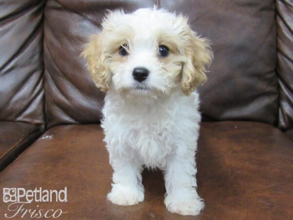 Cavachon DOG Male Wht Red Parti 25726 Petland Frisco, Texas