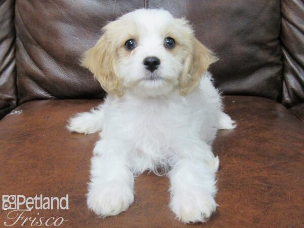 Cavachon DOG Female Wht Red Parti 25725 Petland Frisco, Texas